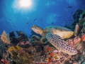   Sunbathing Green Sea Turtle Sipadan  